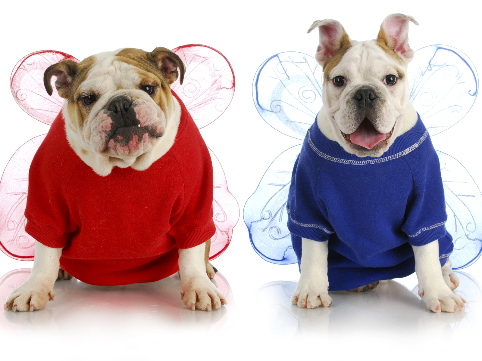 Два бульдога в забавных костюмах на белом фоне