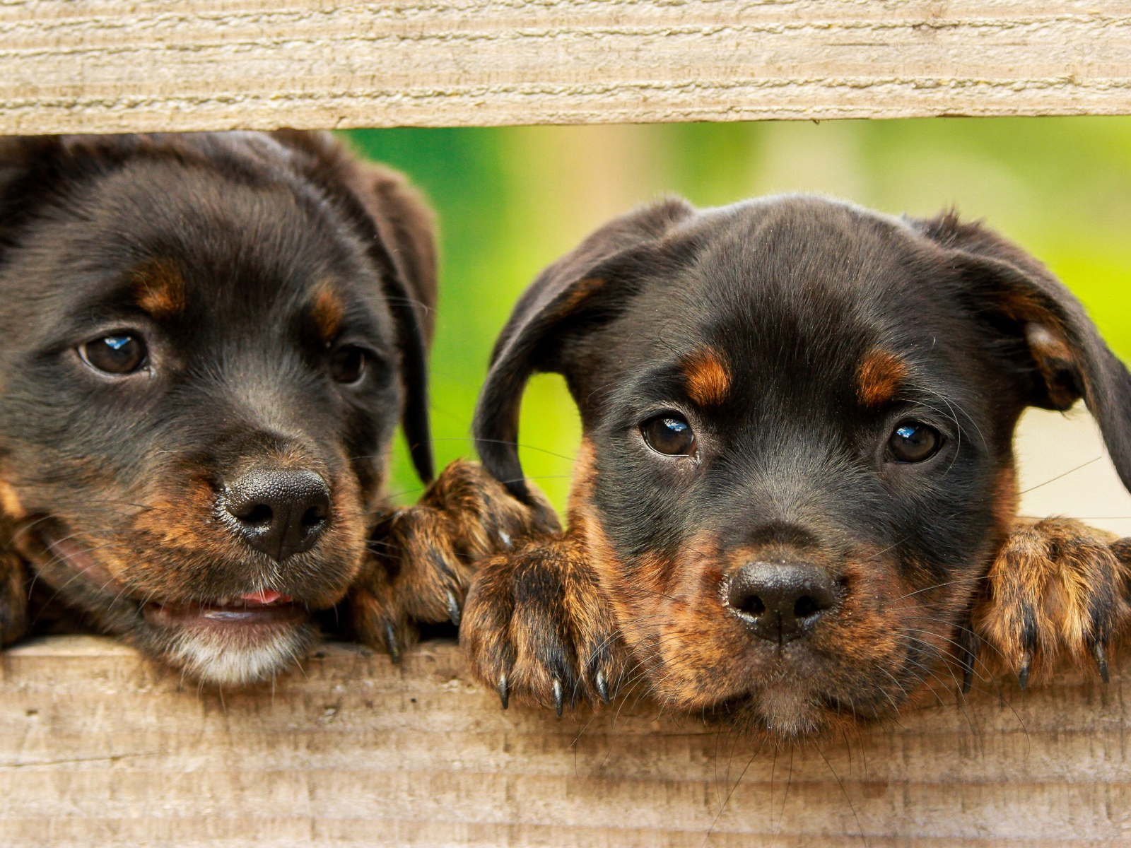 Два любопытных щенка ротвейлера 