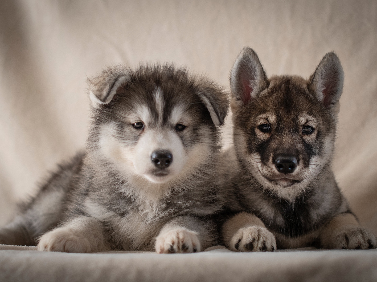 Два милых серых щенка хаски 
