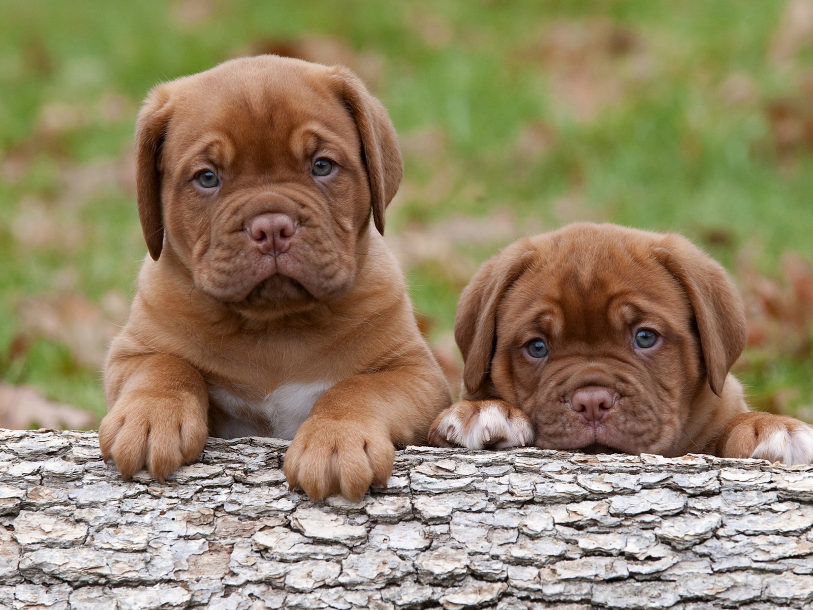 Два забавных маленький щенка бордоского дога