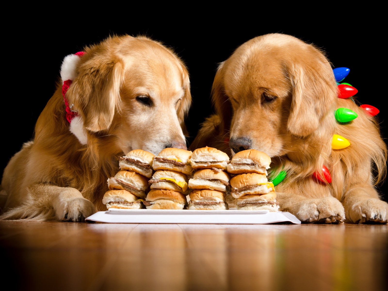 Два золотистых ретривера едят гамбургеры