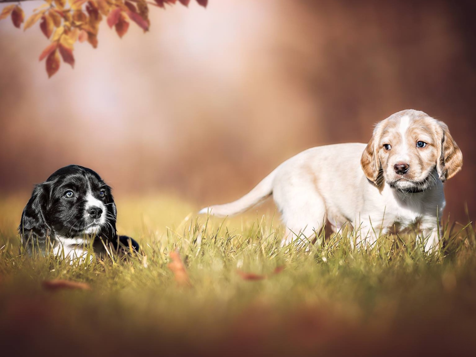 Два маленьких щенка спаниеля в зеленой траве 