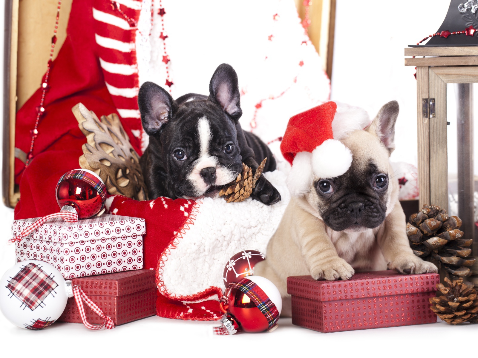 Два щенка французского бульдога на новогодних подарках