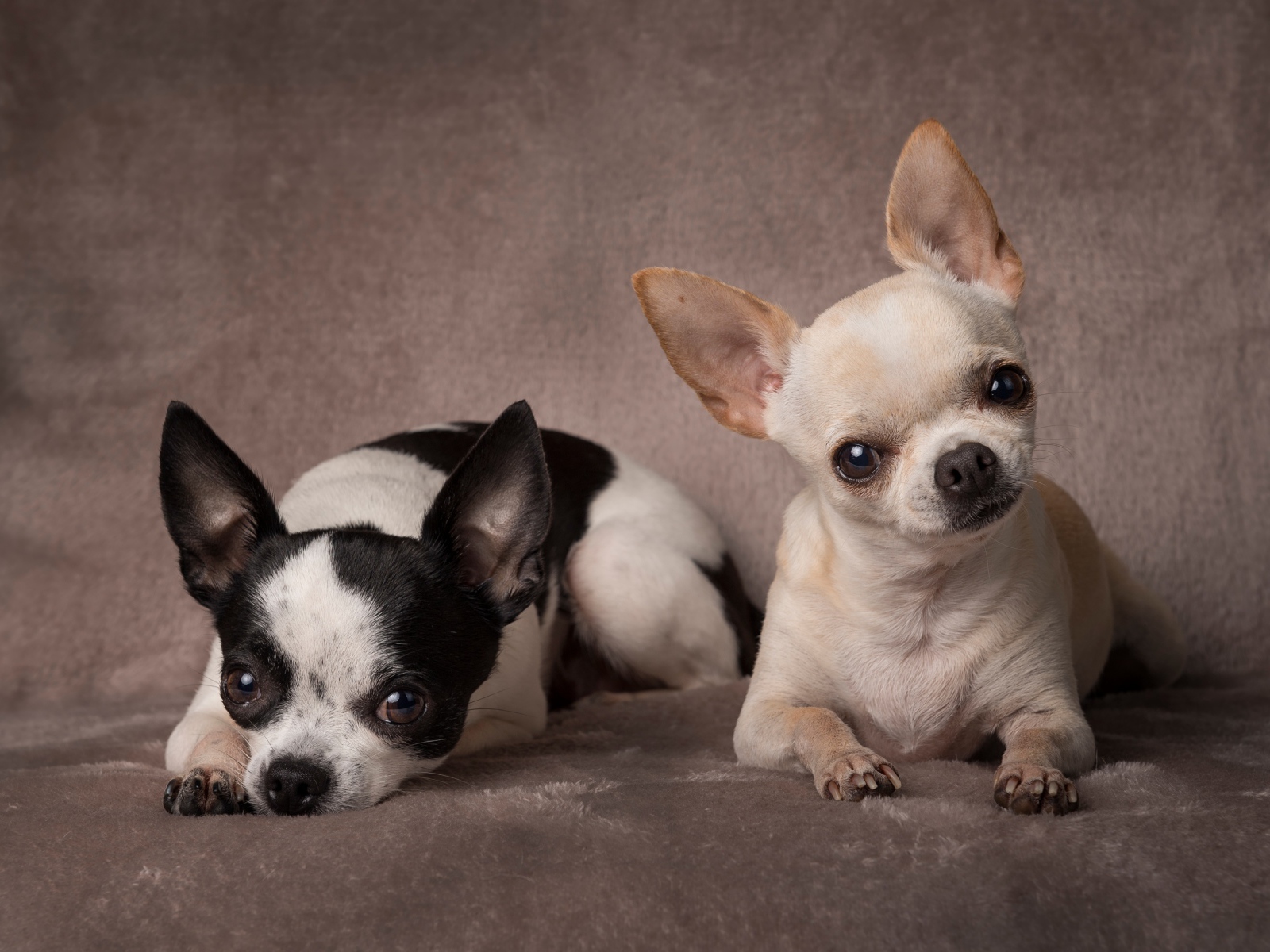 Две маленьких собаки породы чихуахуа на сером фоне