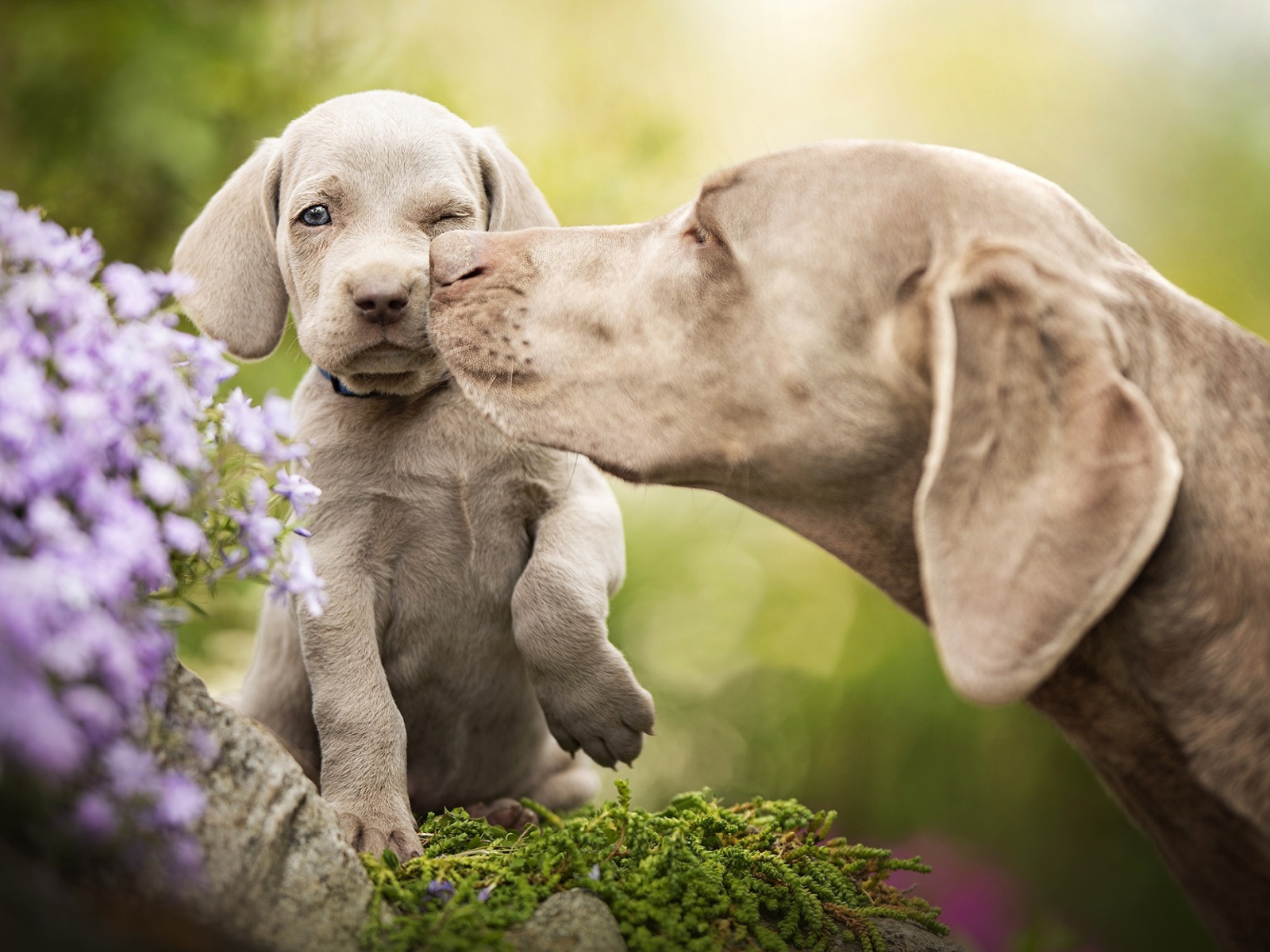 Собака породы Веймаранер со щенком