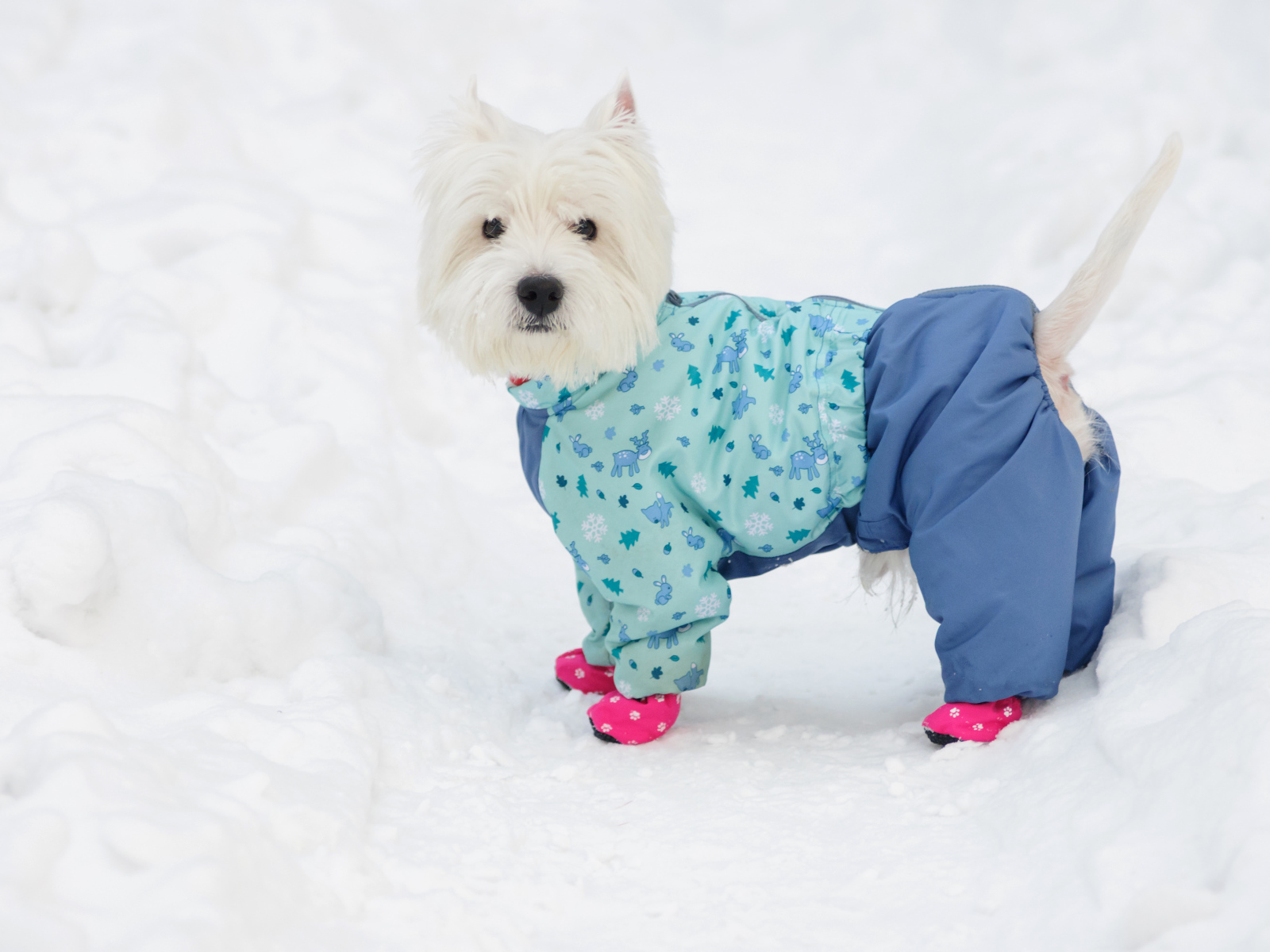 Белый Вест хайленд уайт терьер в костюме на снегу