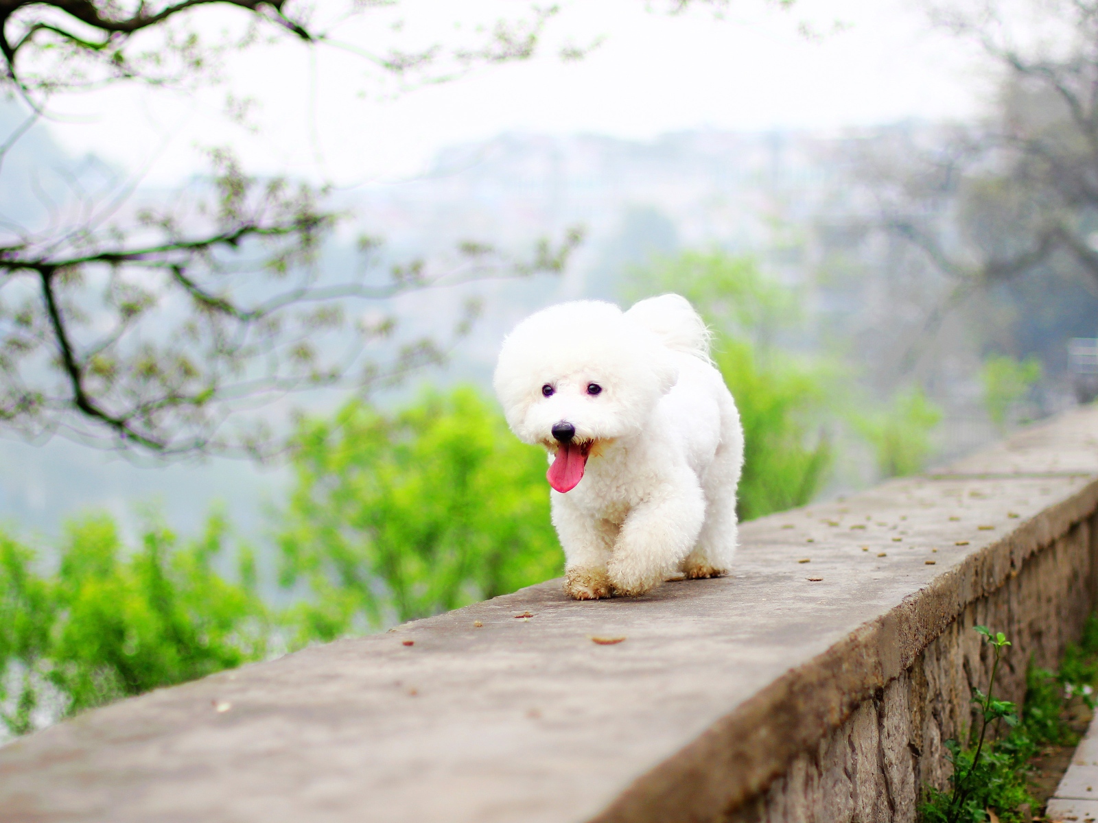 Белый Бишон фризе с высунутым языком