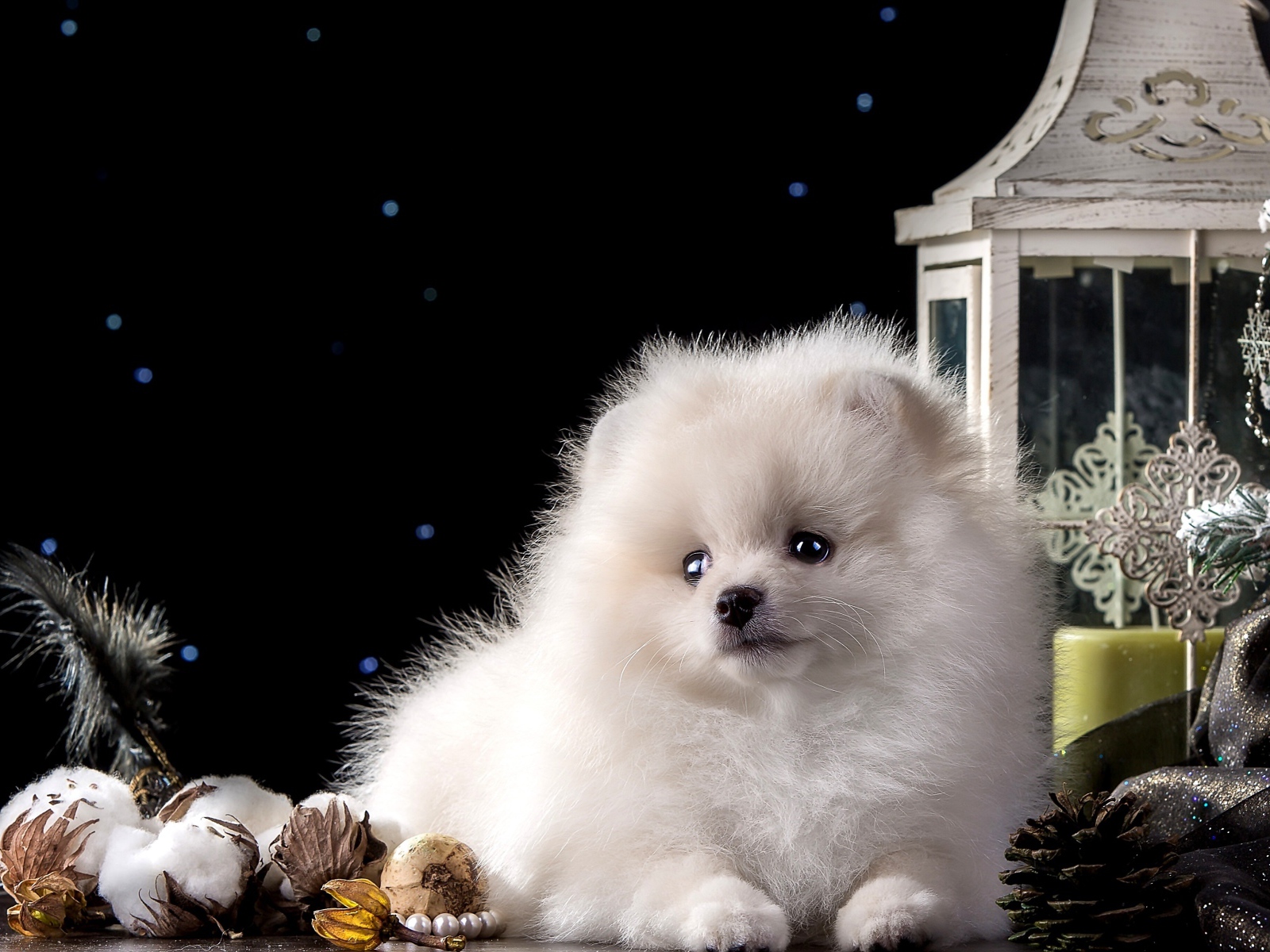 Белый маленький шпиц с новогодними украшениями