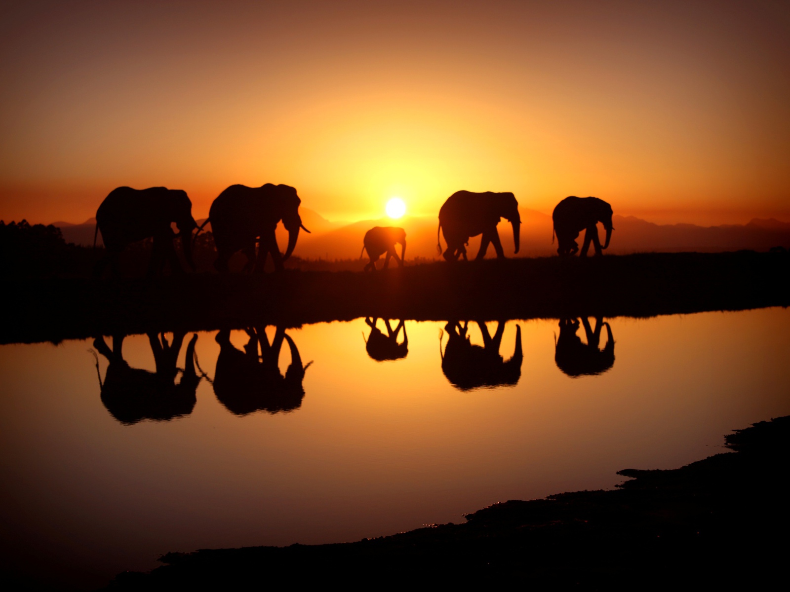 Стадо слонов отражается в воде на закате солнца