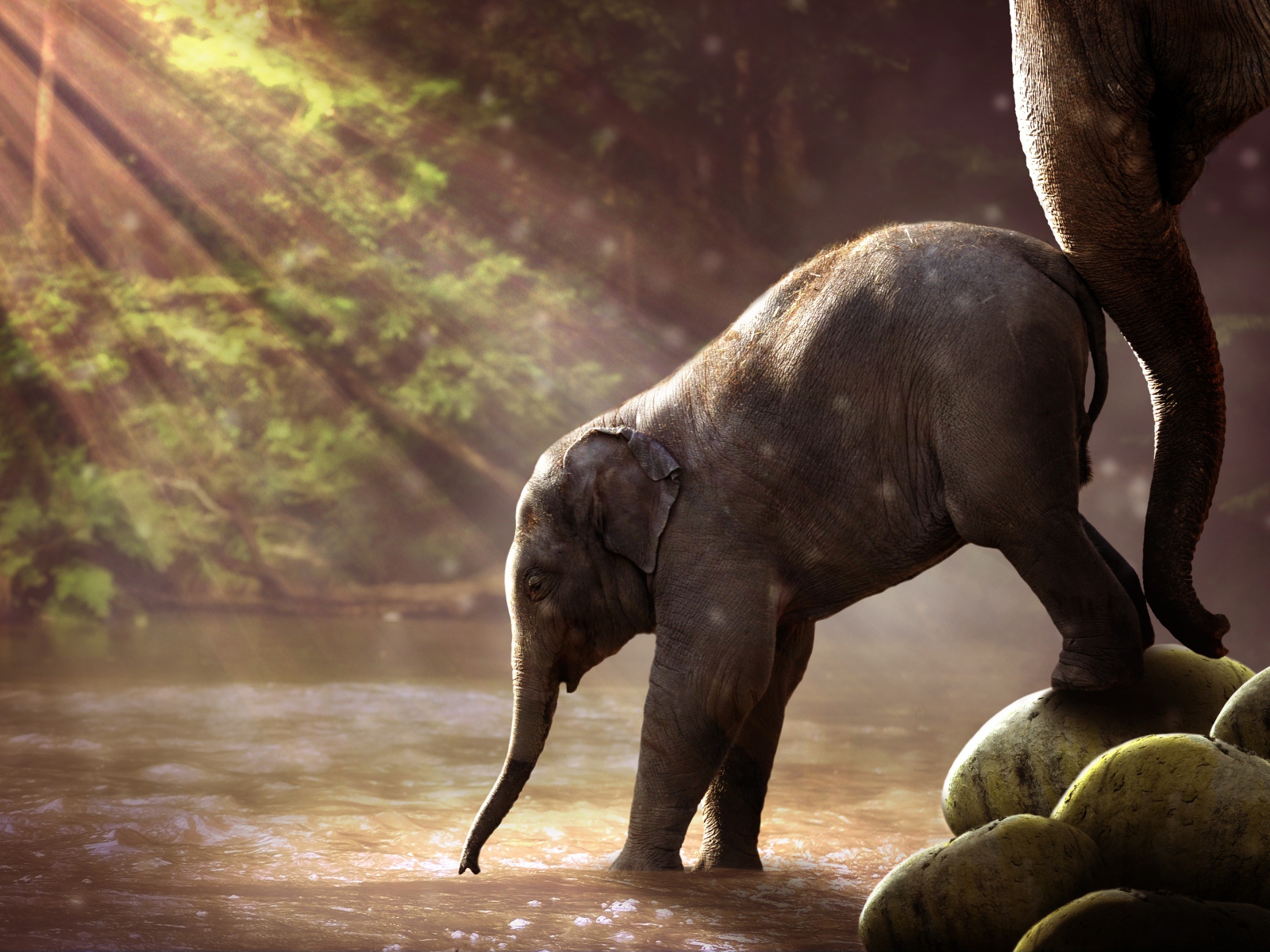 Маленький слоненок заходит в воду