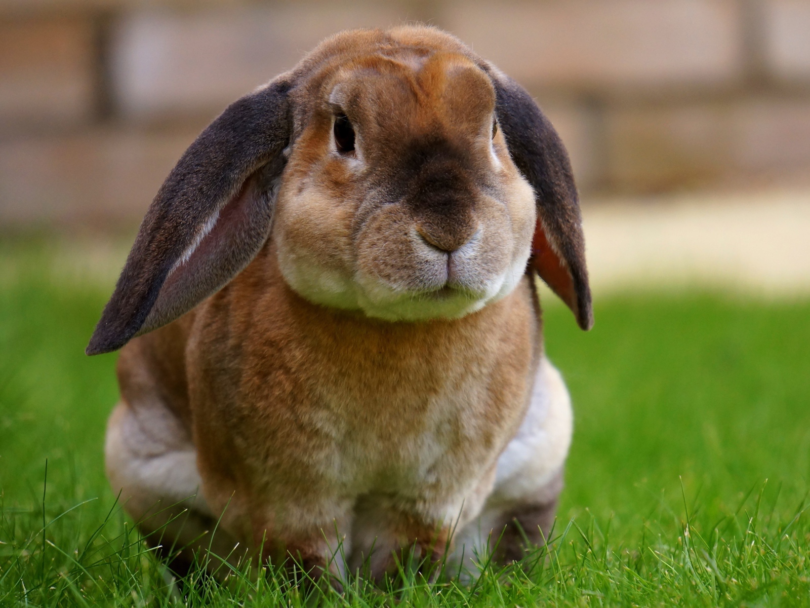 Большой кролик сидит на зеленой траве
