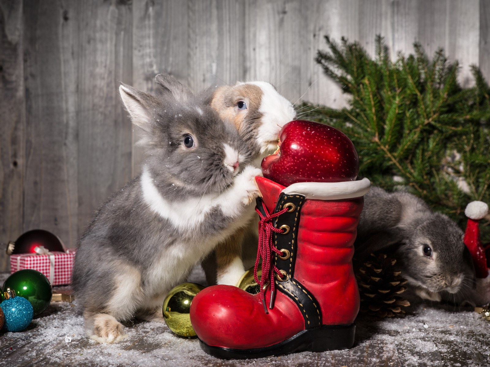 Два кролика с Рождественский сапогом и елью 