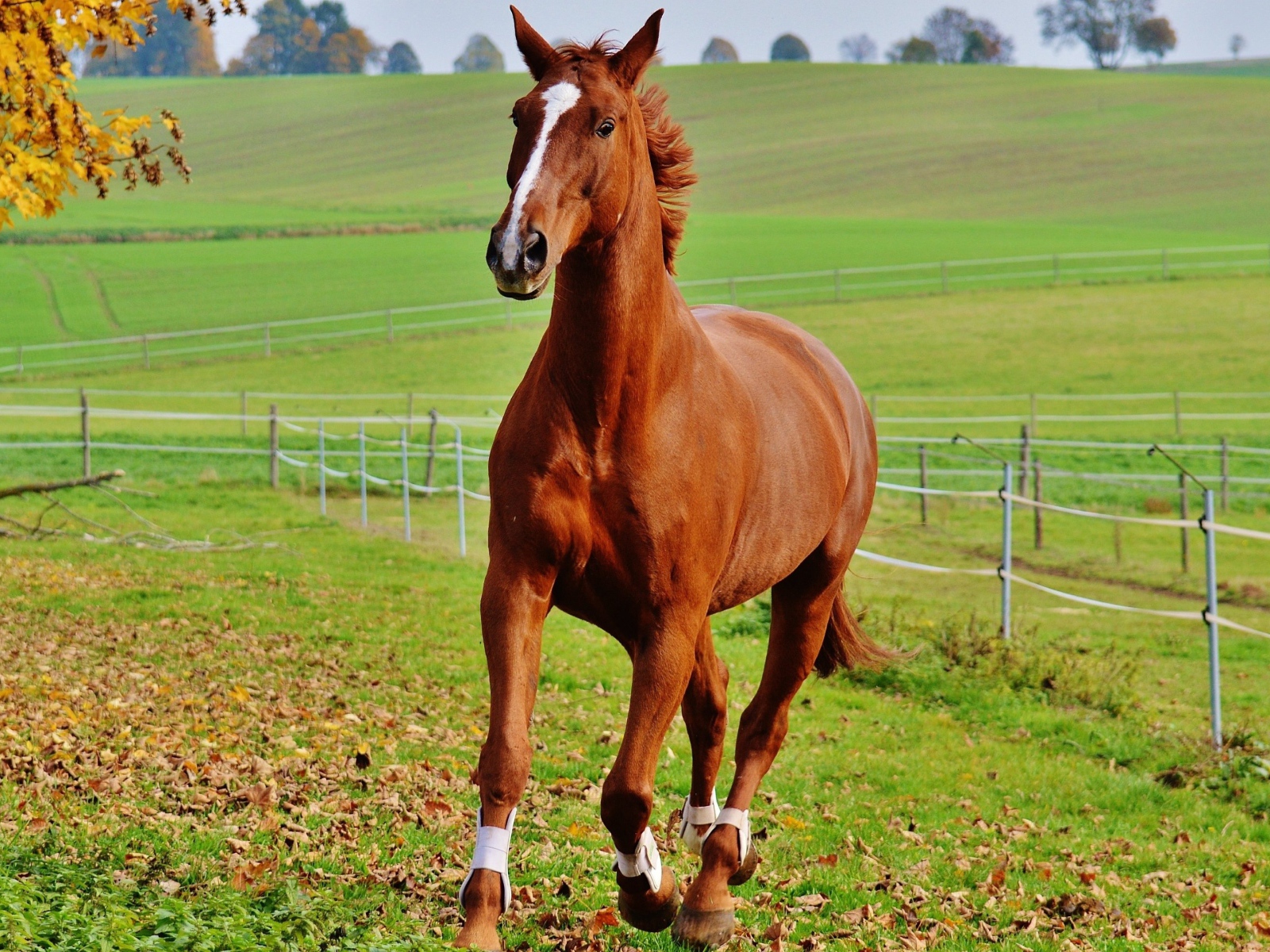 Коричневая лошадь скачет по зеленой траве на ферме