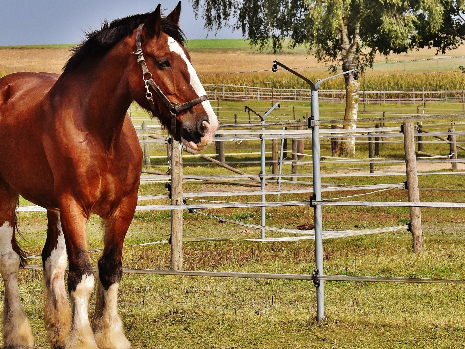 Beautiful brown horse on the farm