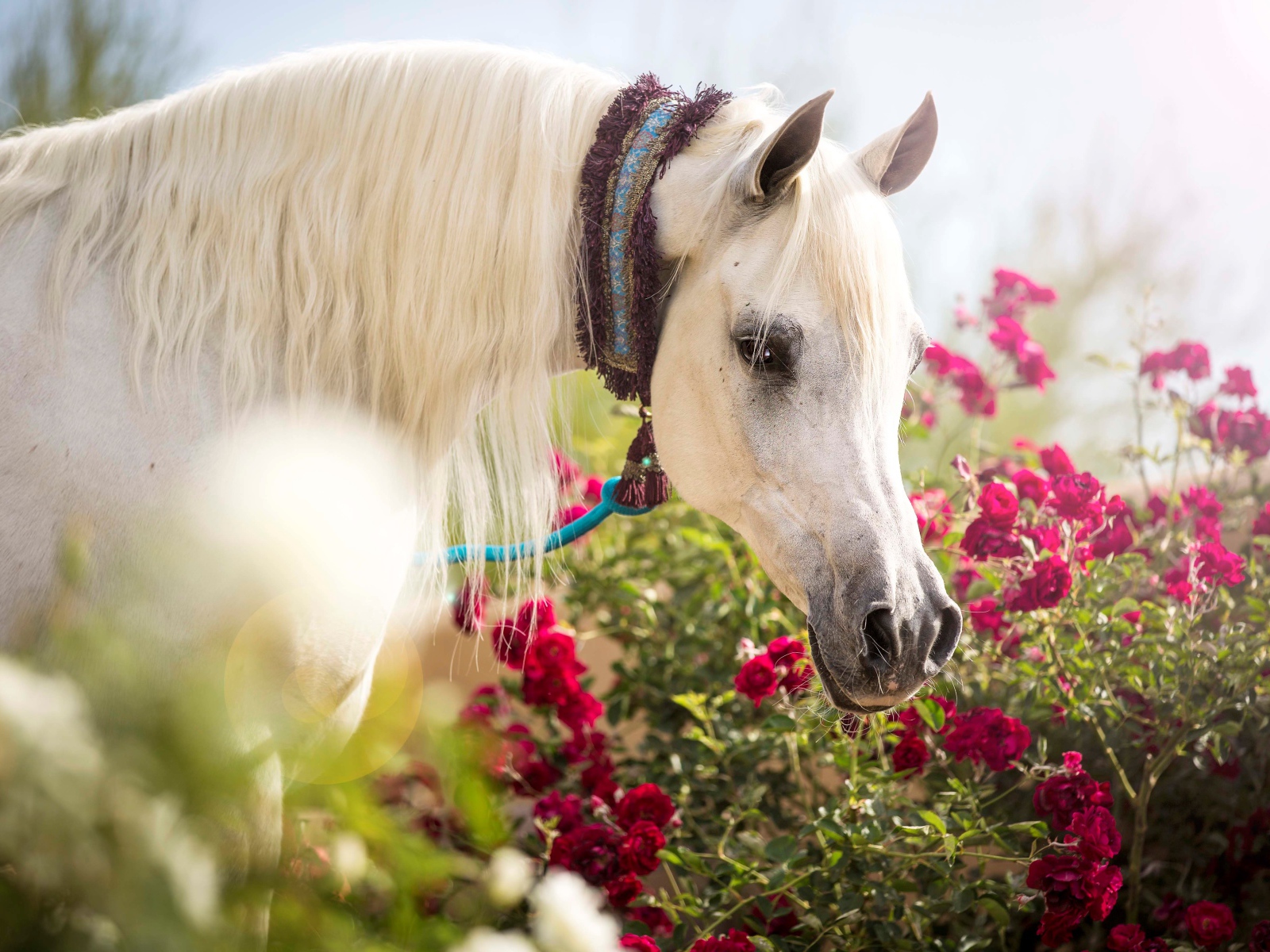 Красивая белая лошадь у красных цветов розы