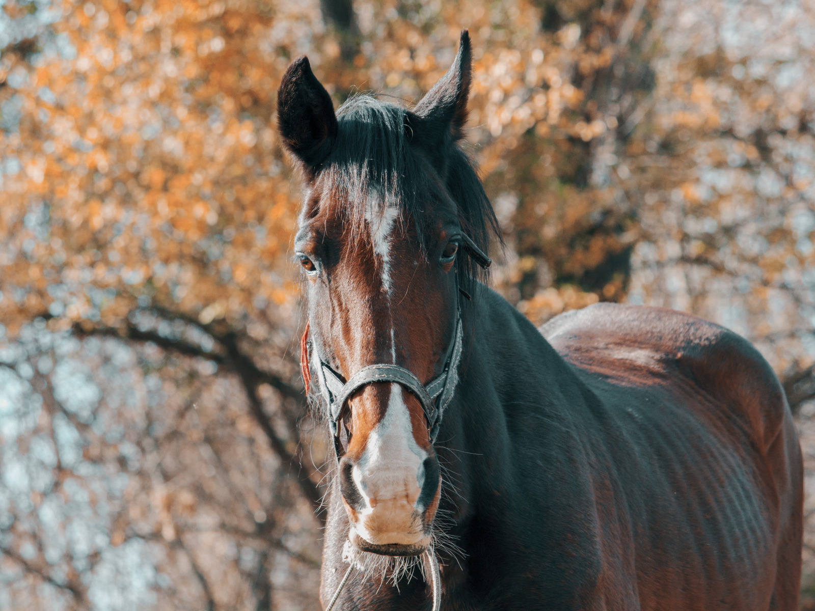 Большой красивый коричневый конь крупным планом