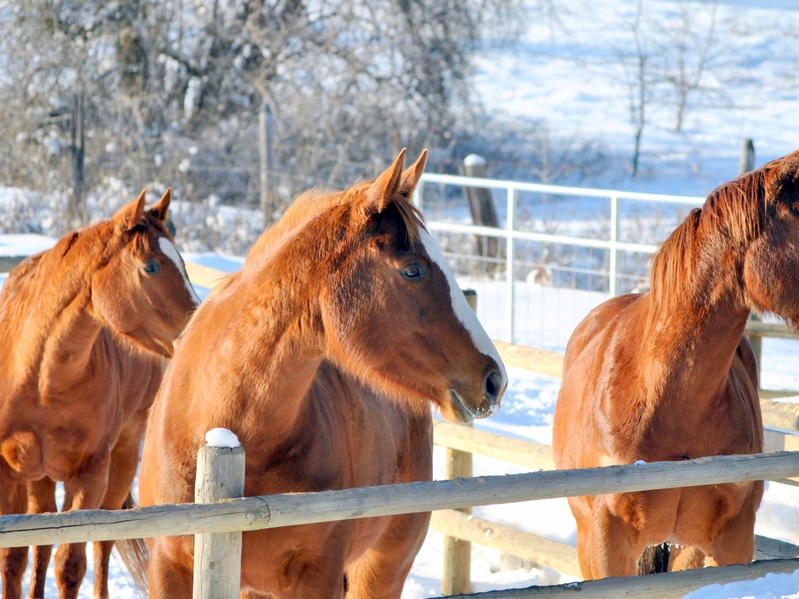 Три коричневые лошади на ферме зимой