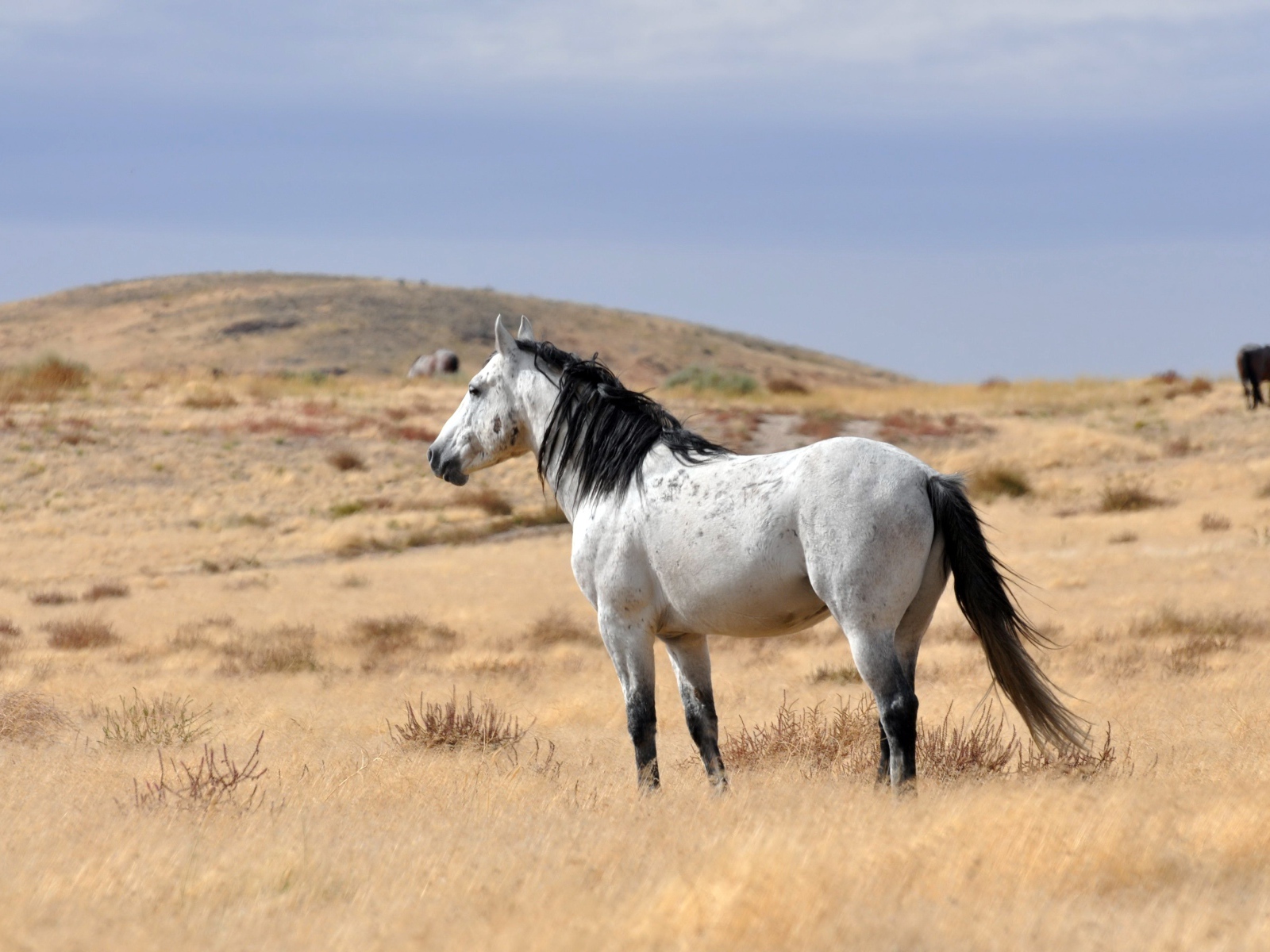 Белый конь с черной гривой пасется на сухой траве