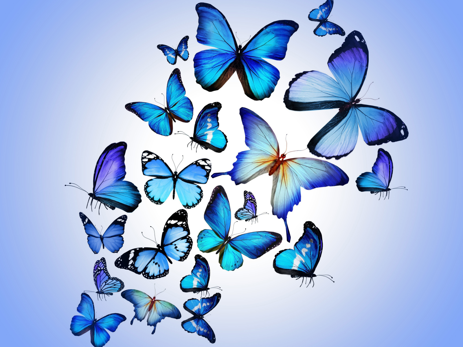 Много синих бабочек на голубом фоне