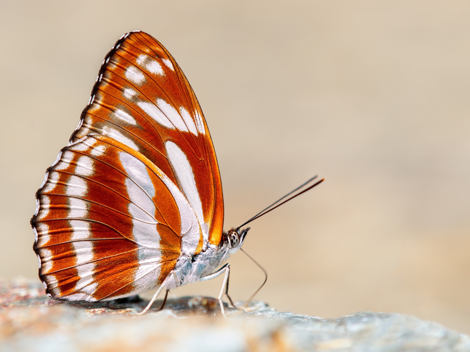 Красивая разноцветная бабочка крупным планом