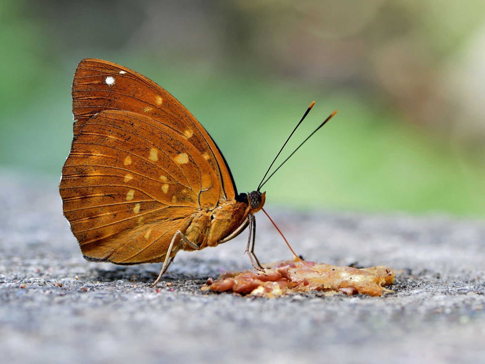 Бабочка на асфальте крупным планом