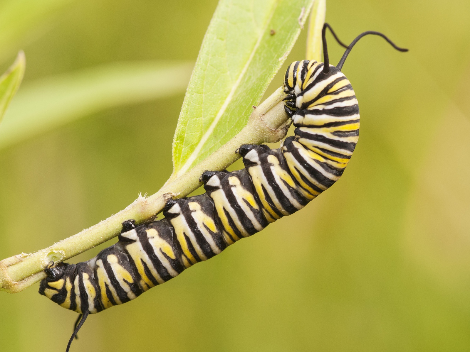 Гусеница бабочки монарх на ветке