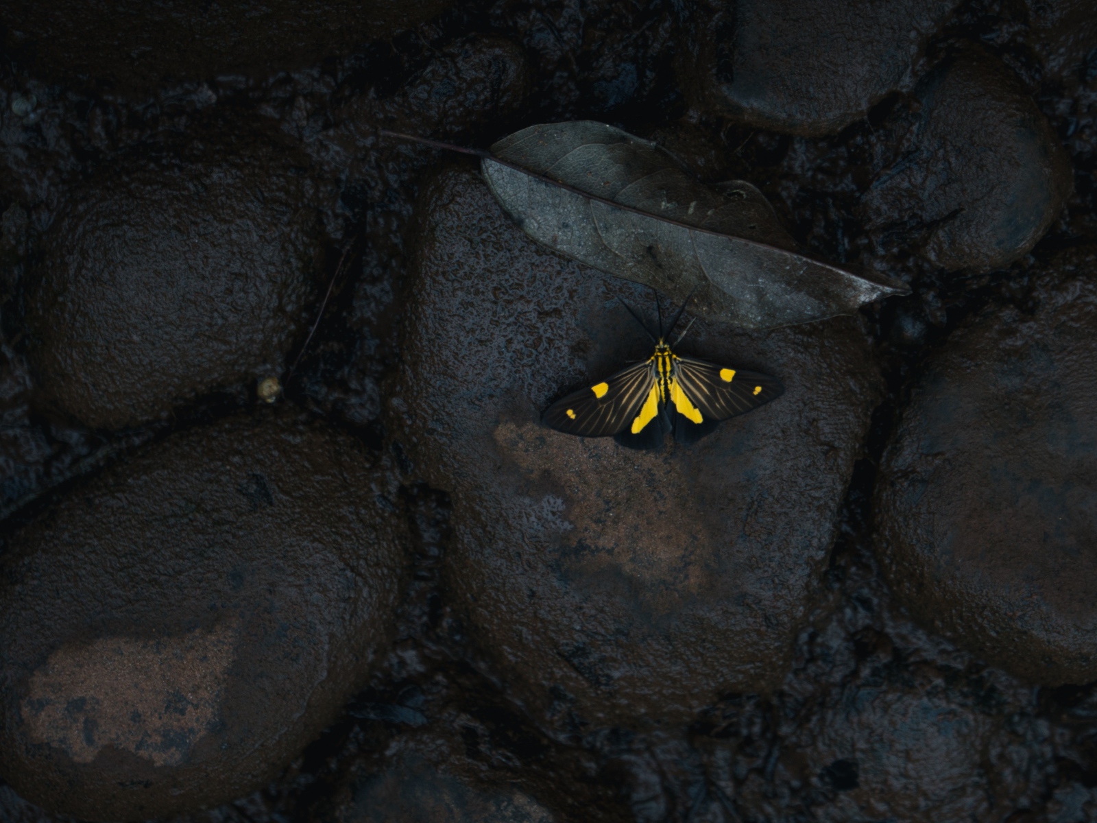 Маленькая бабочка на мокрых черных камнях