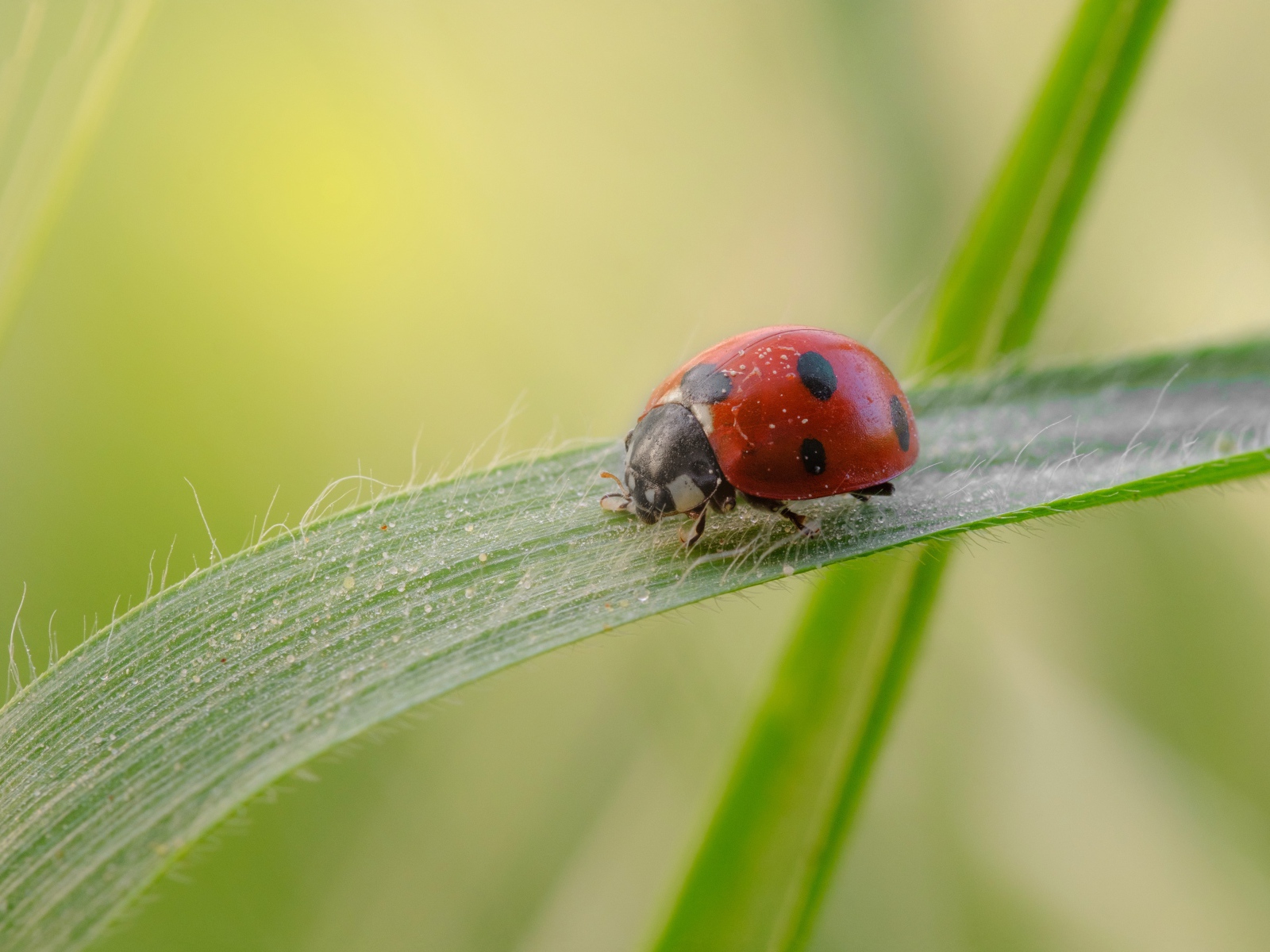 Маленькая божья коровка на зеленой траве 