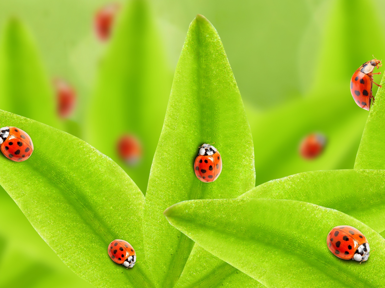 Много божьих коровок на зеленых листьях