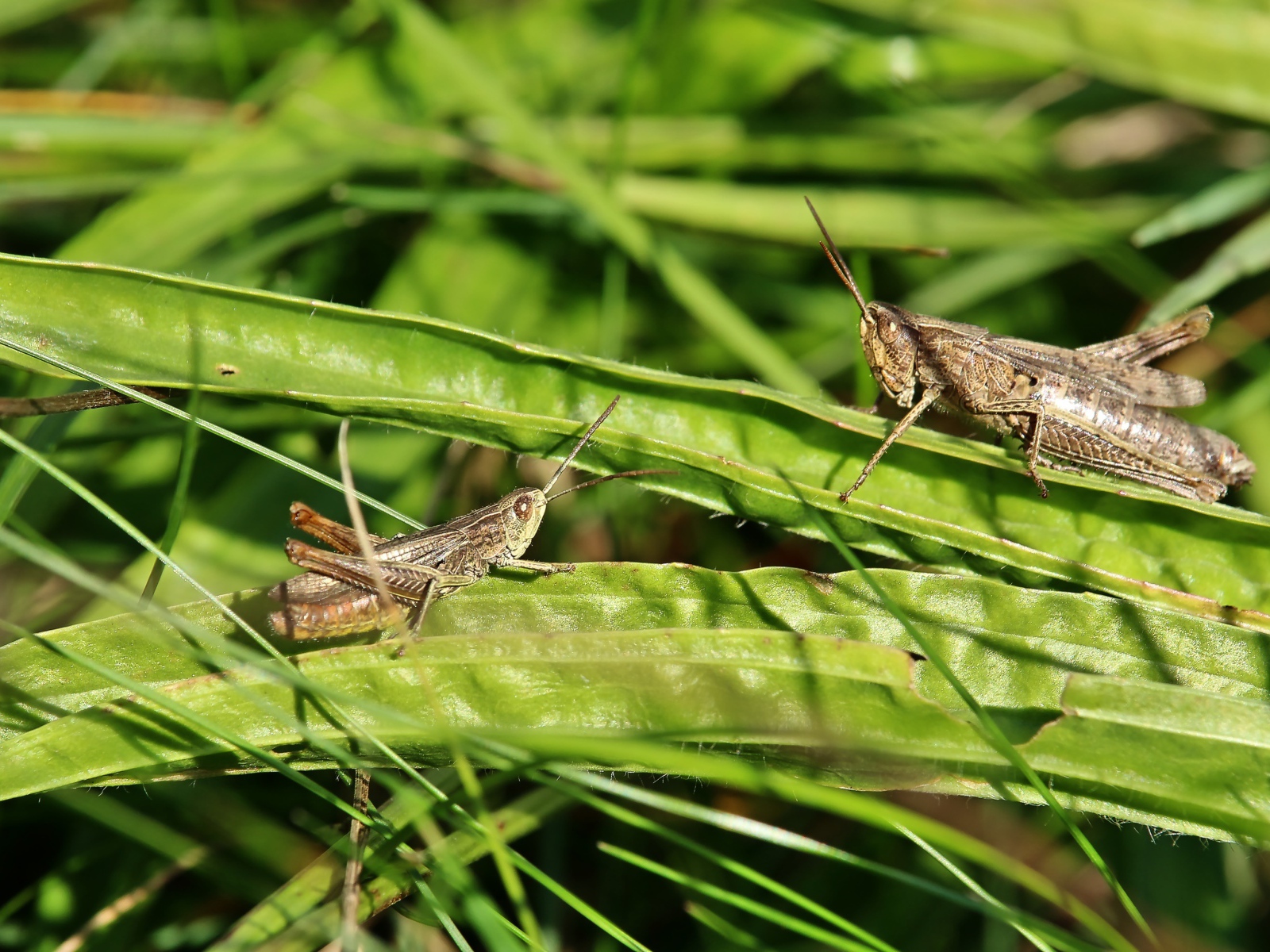 Два кузнечика сидят на зеленой траве