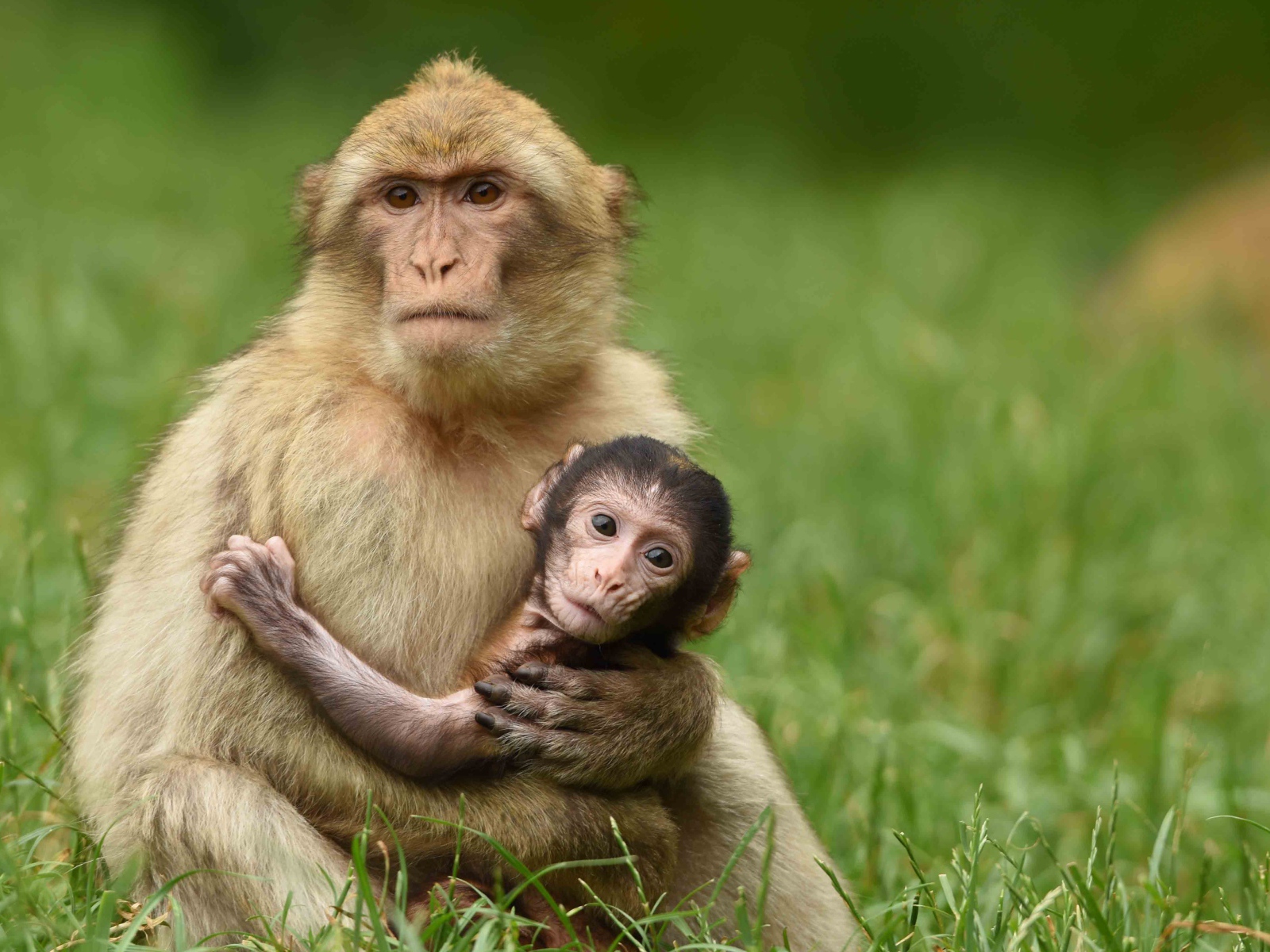 Маленькая обезьяна на руках у мамы 