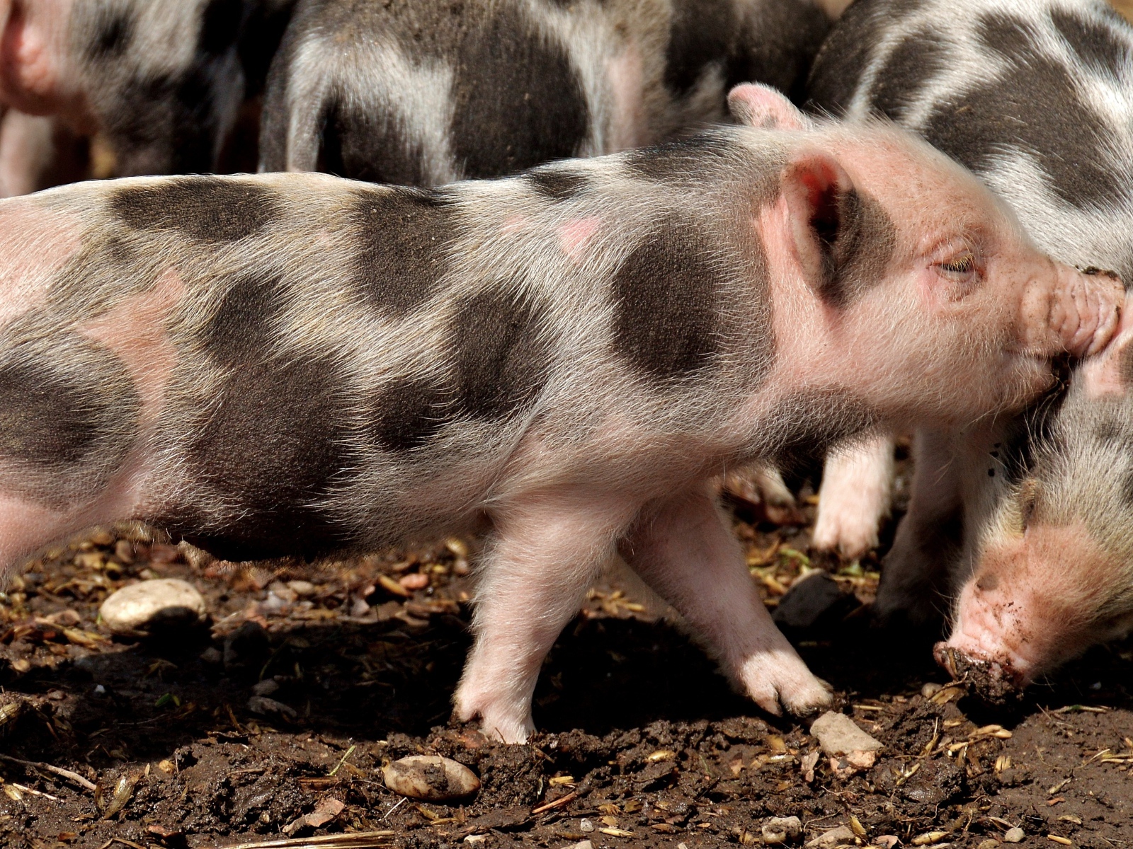 Пятнистая свинья. Пятнистый поросенок. Пятнистые поросята. Отряд парнокопытные нежвачные. Пятнистые поросята.