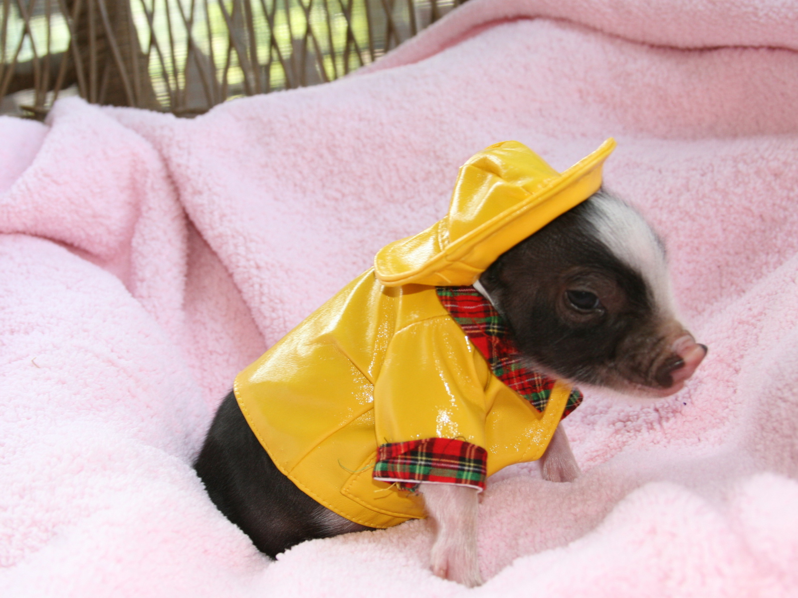 Маленький поросенок в желтом костюме, символ нового года 2019