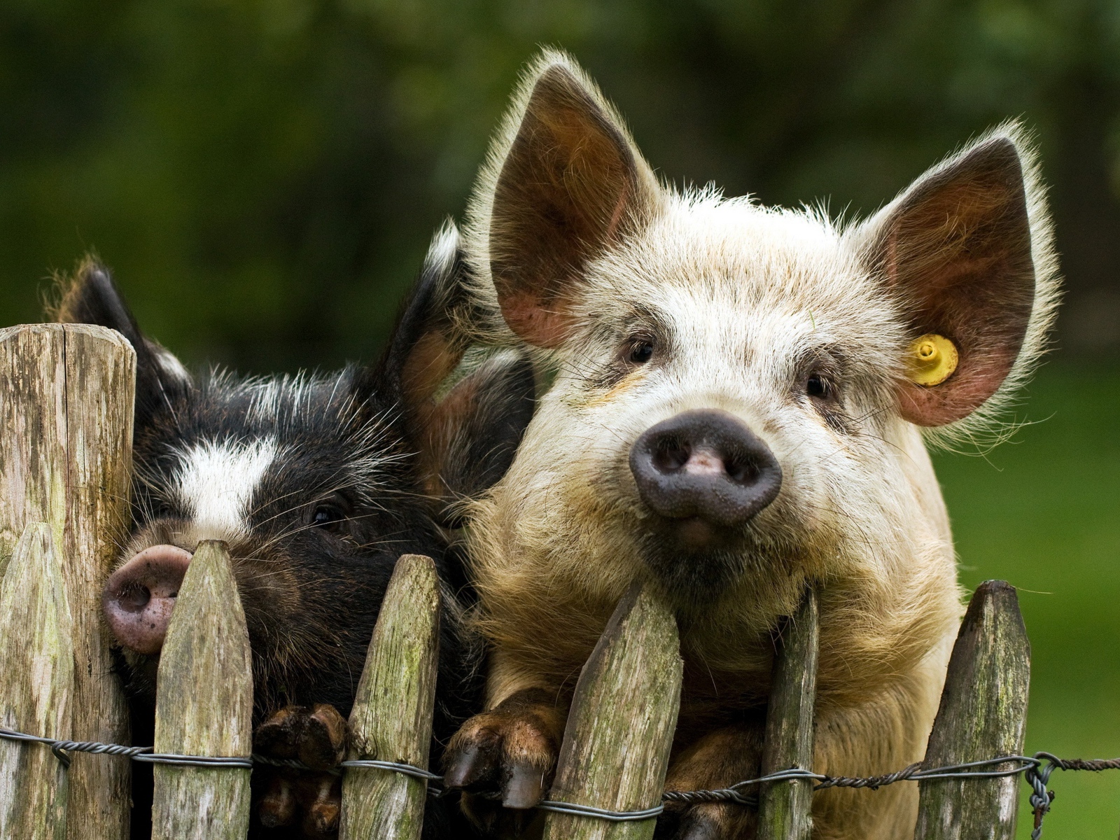 Две свиньи за забором