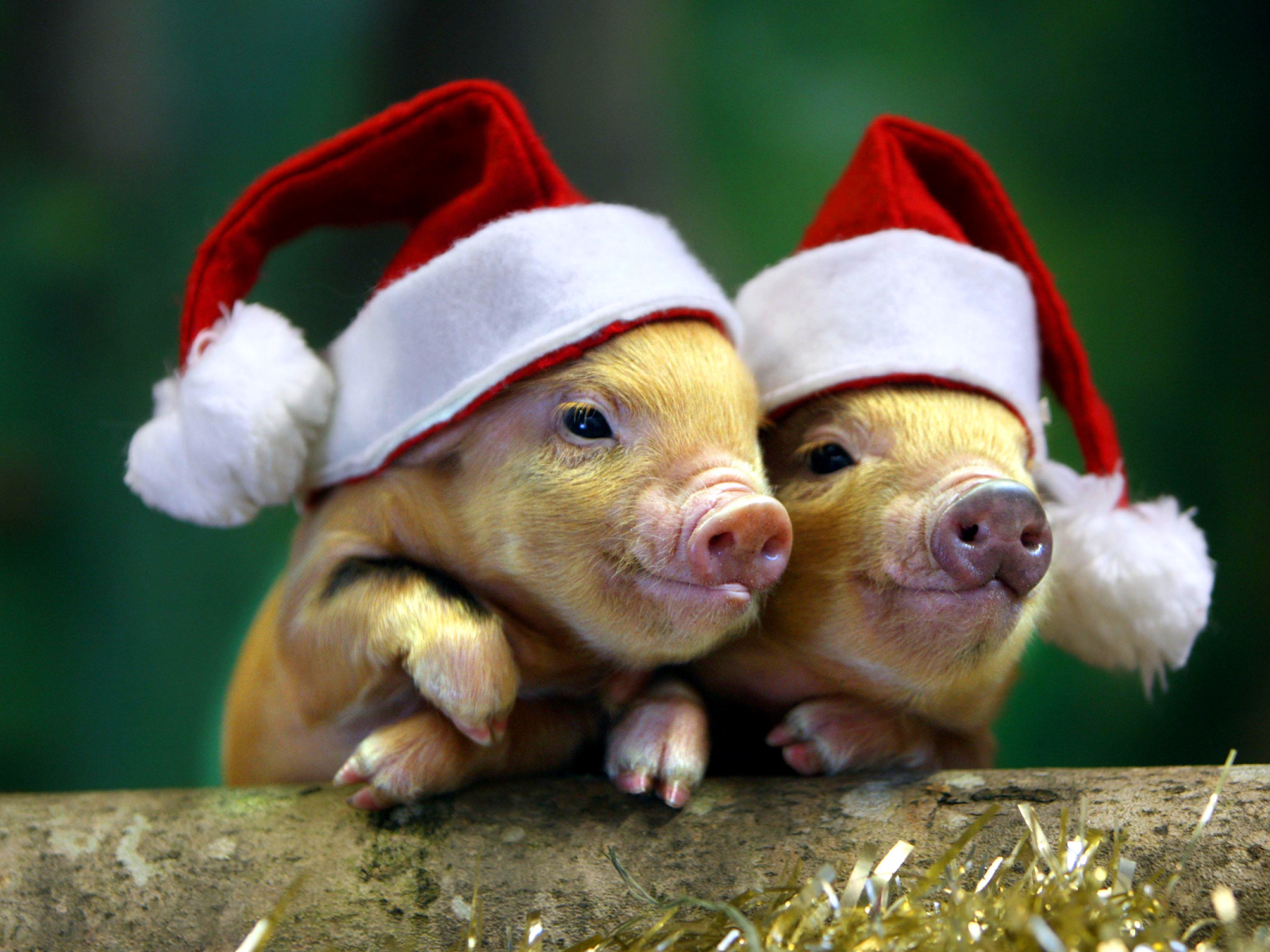 Два поросенка в новогодних шапках, символ нового года 2019 