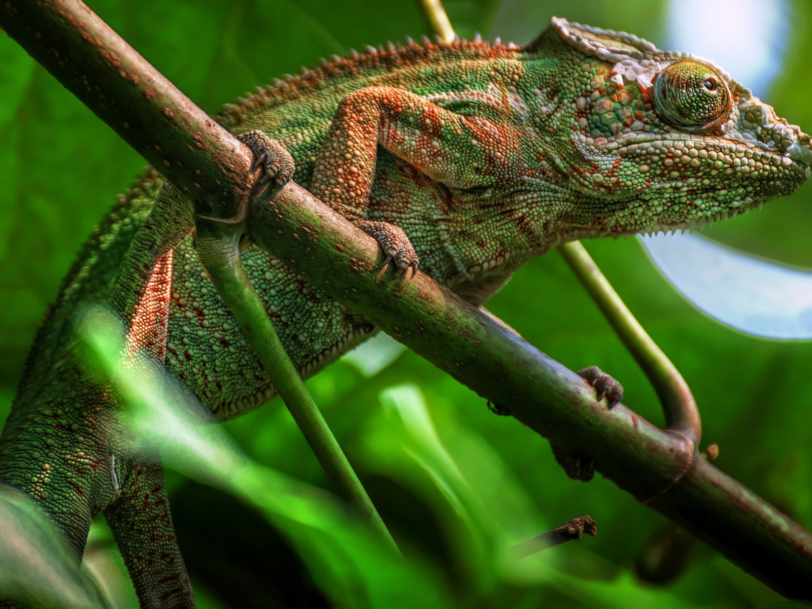 Большой зеленый хамелеон сидит на ветке