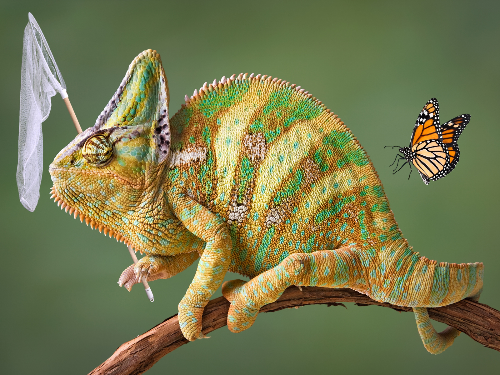 Хамелеон на ветке ловит бабочку сачком