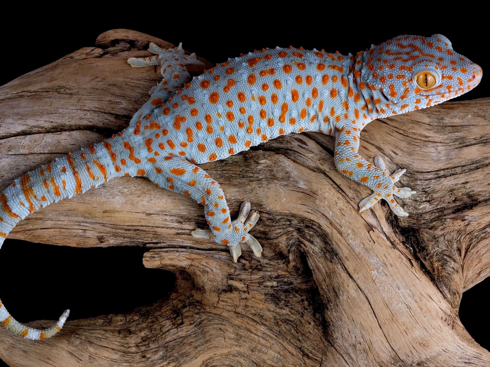 Голубой геккон Токи сидит на сухой коряге