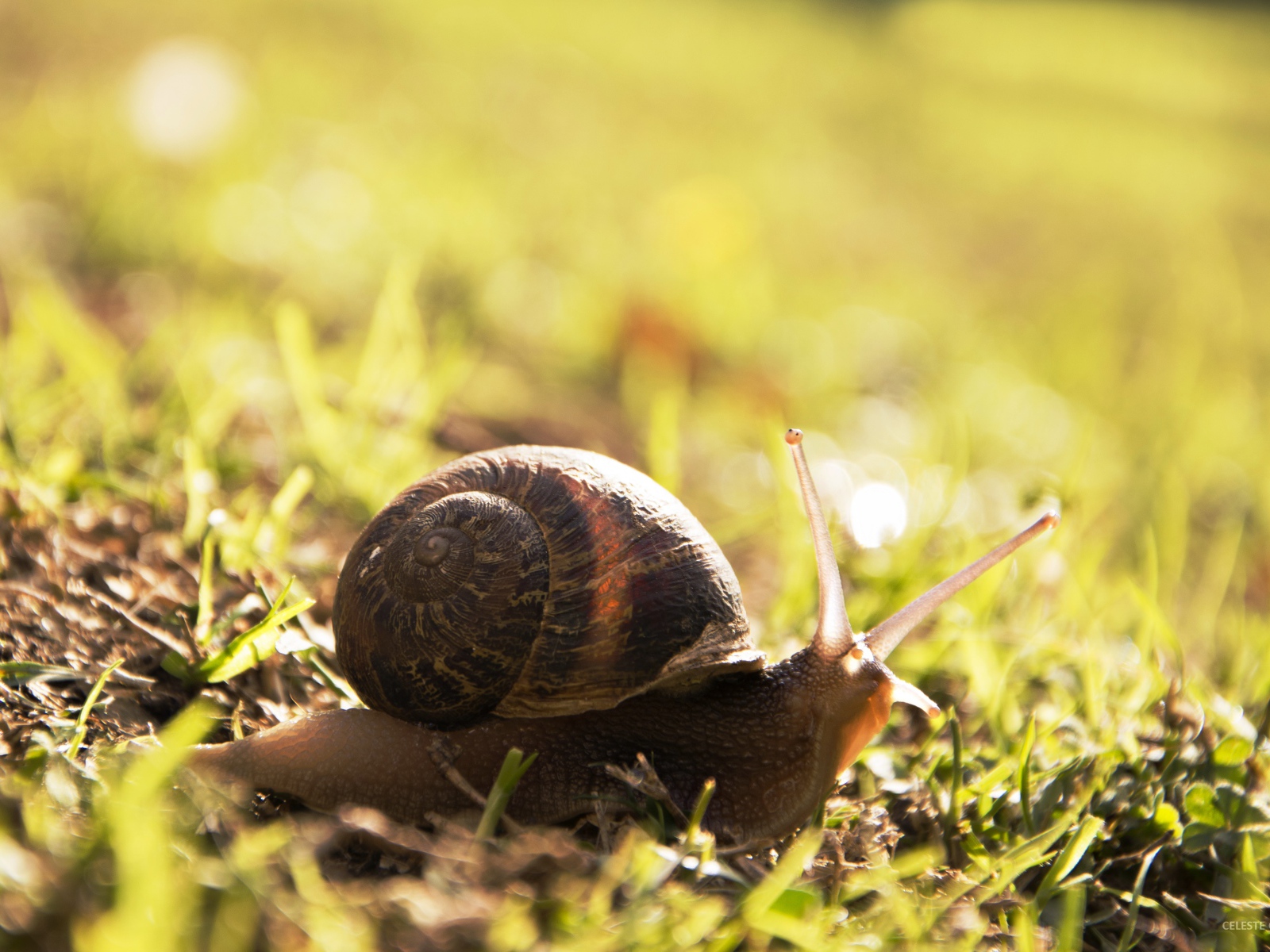 Big snail on the grass