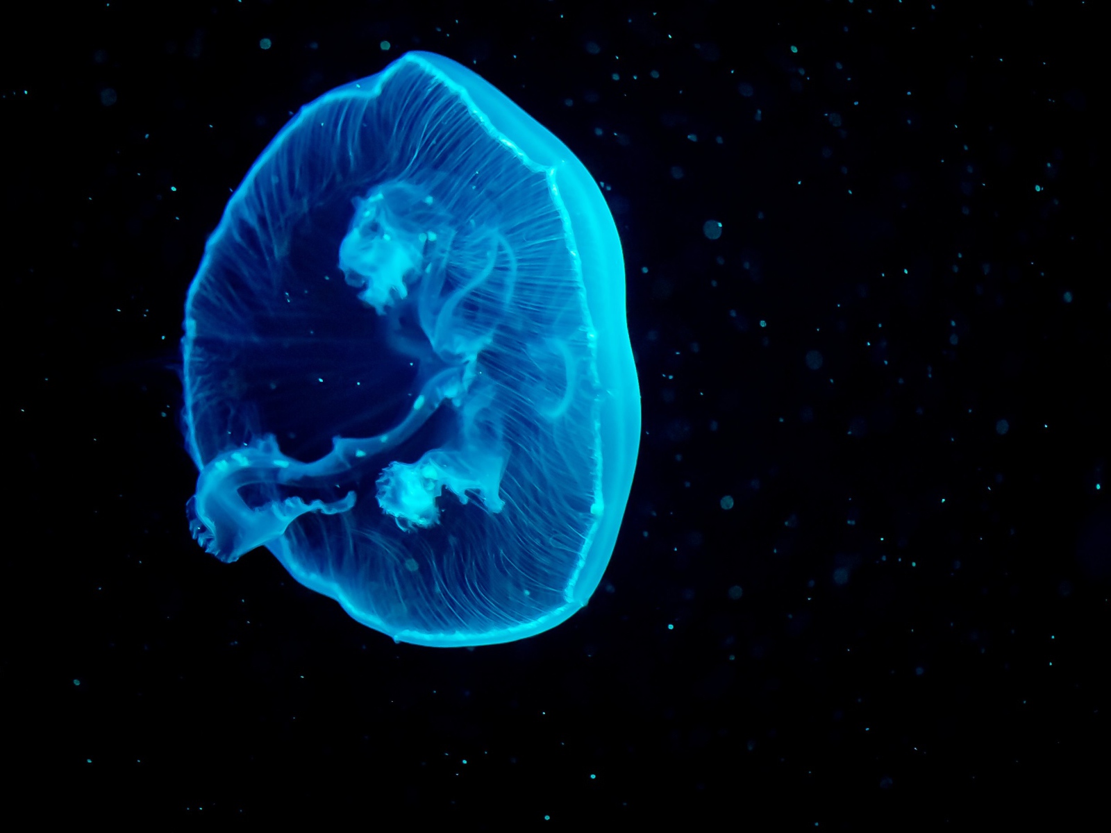 Голубая большая медуза на черном фоне