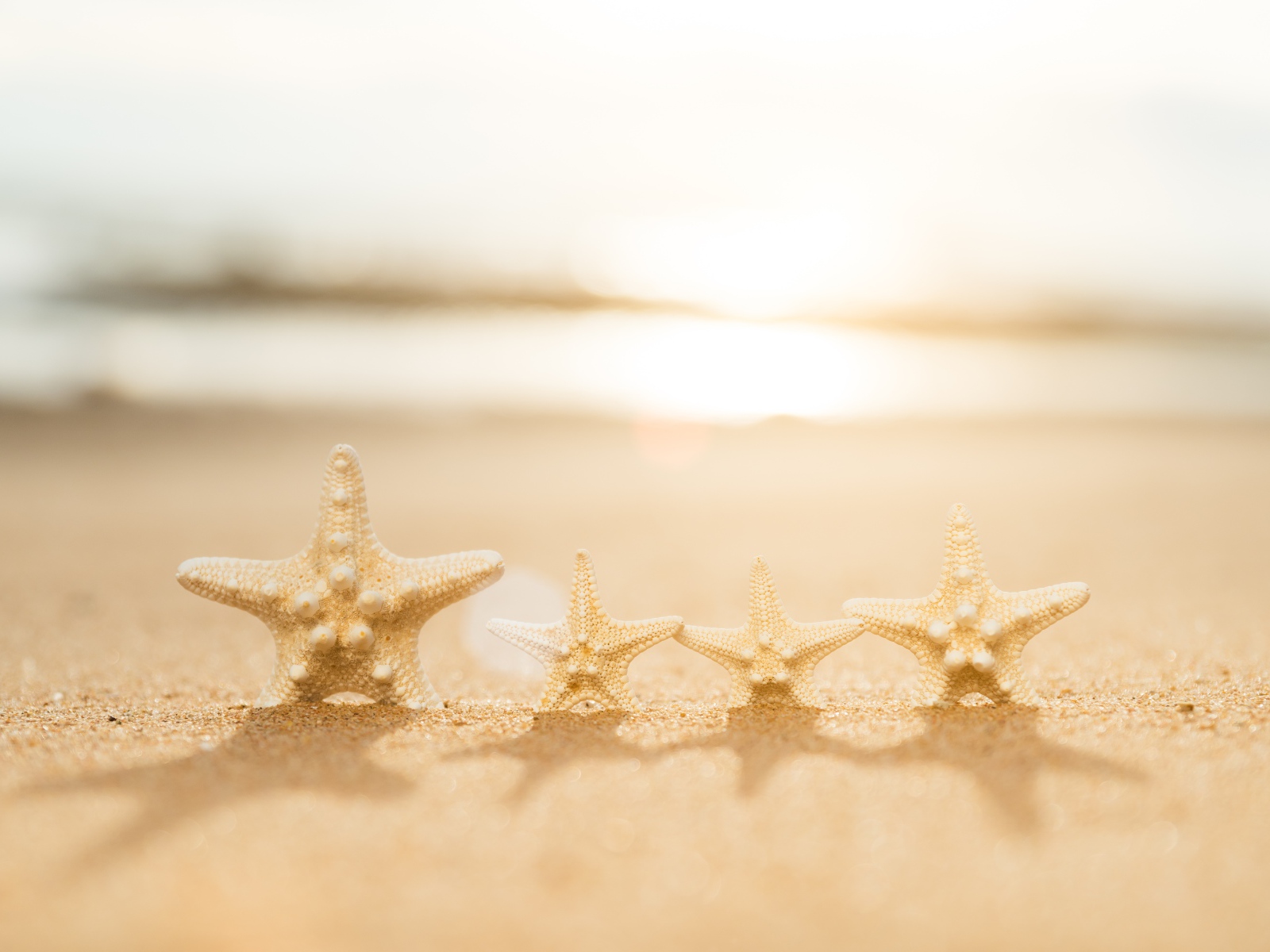 Четыре морские звезды на желтом песке