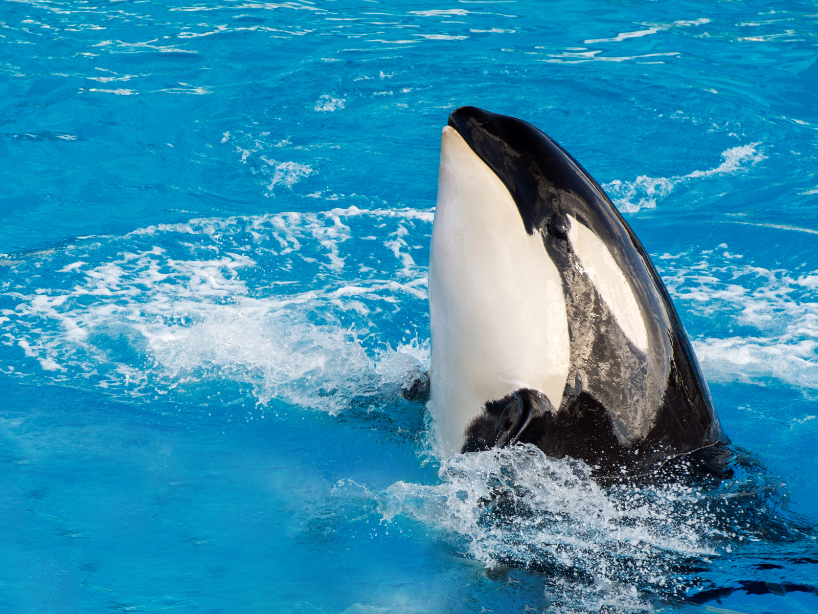 Большая касатка в бассейне 