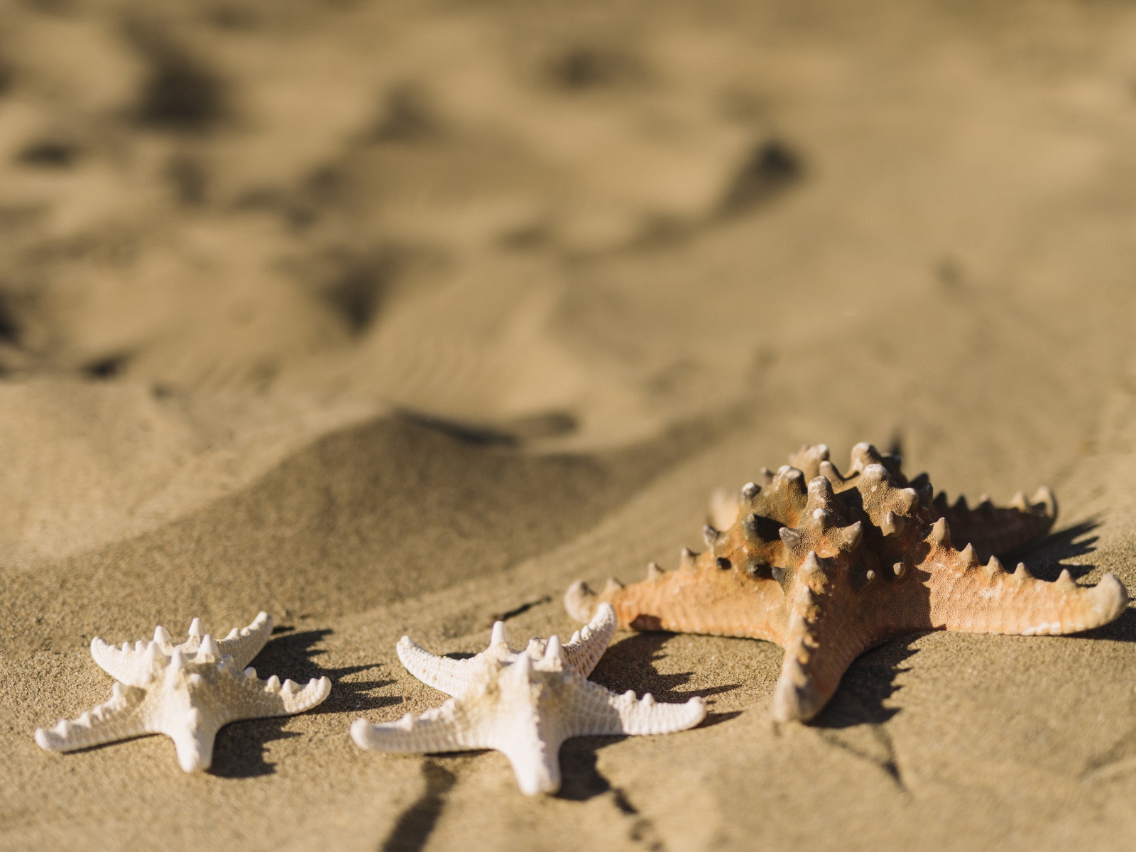 Морские звезды на песке 
