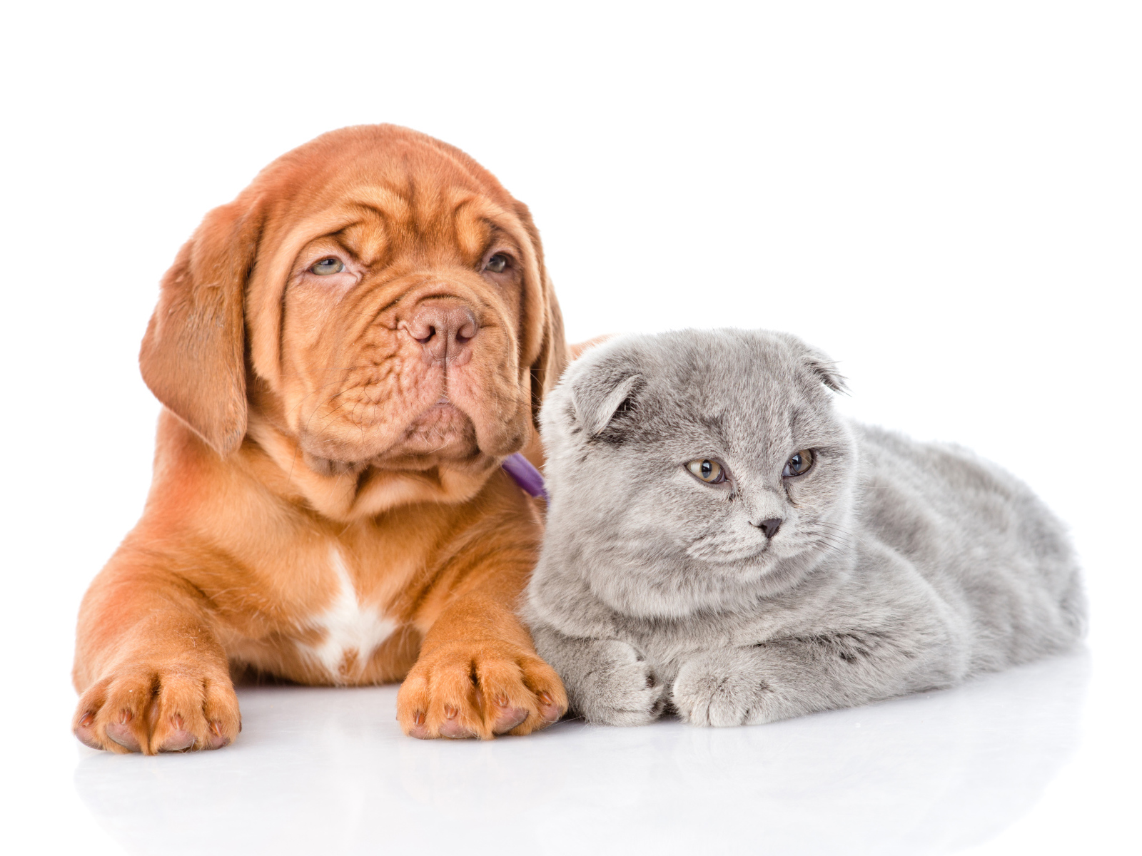 Бордоский дог и шотландский вислоухий котенок на белом фоне