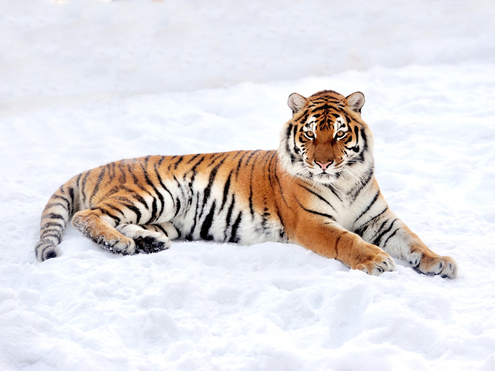 Большой грациозный тигр на снегу