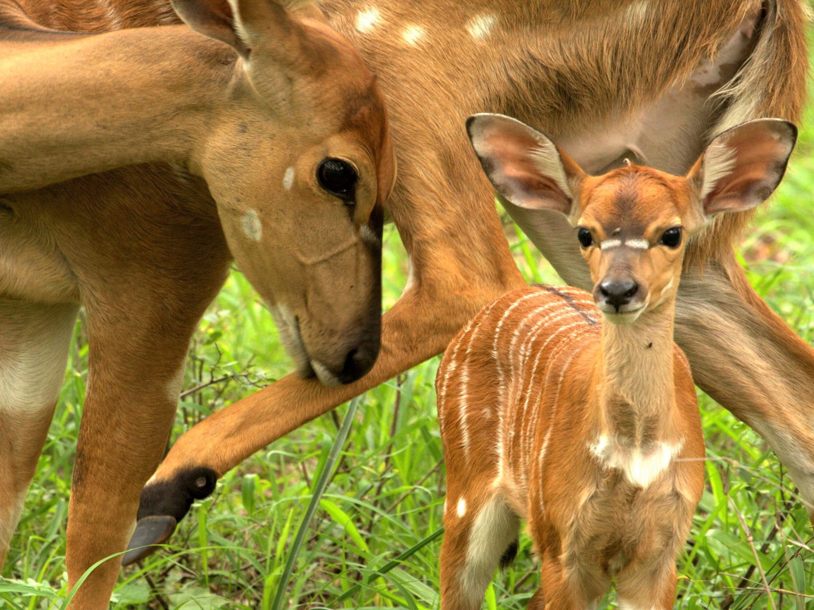 Олениха с маленьким олененком на зеленой траве