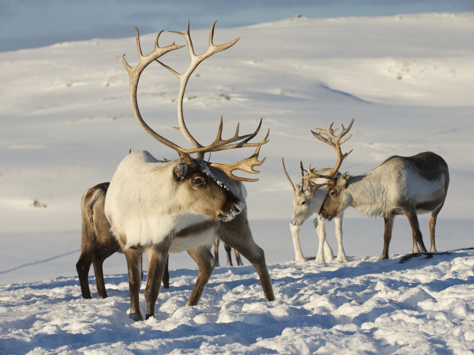 Северные олени на снегу