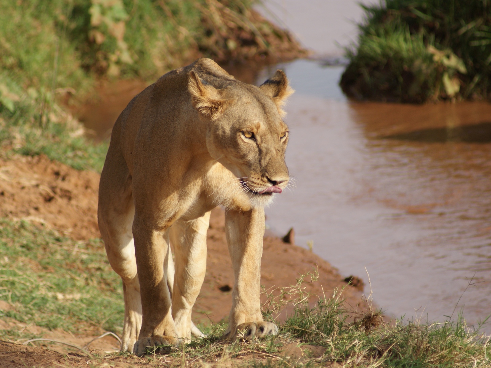 Большая львица идет по берегу водоема