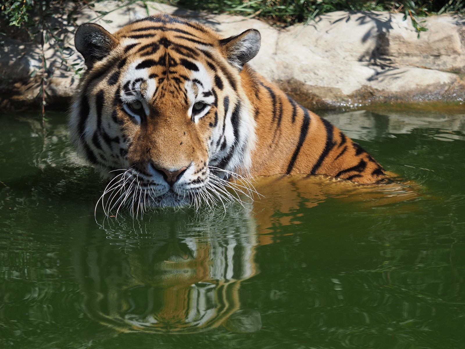 Большой сибирский тигр сидит в воде