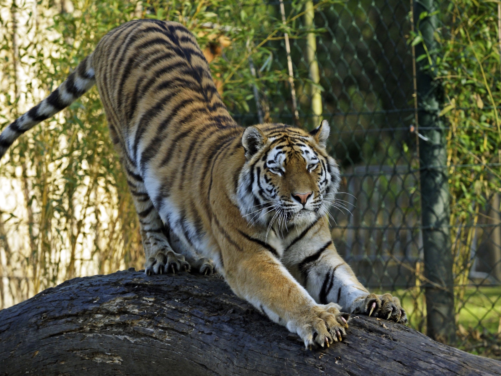 Большой тигр точит когти о ствол дерева в зоопарке